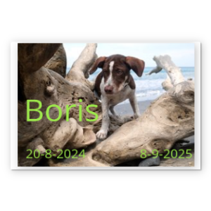 Blank